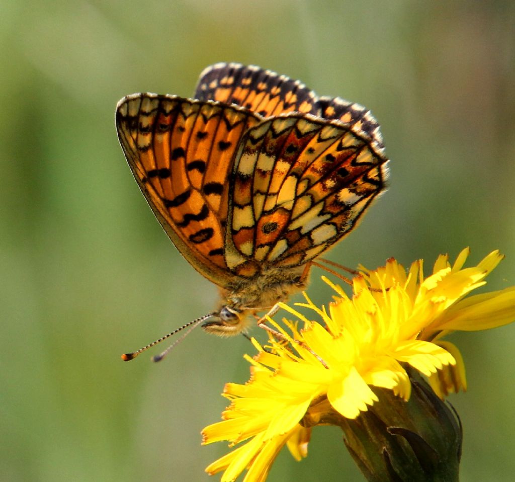 Boloria selene o euphrosyne?